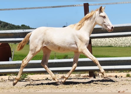 PRE, Stute, 1 Jahr, 160 cm, Perlino PRE, Stute, 1 Jahr, 160 cm, Perlino