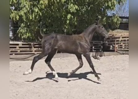 PRE Mix, Stute, 1 Jahr, 160 cm, Rappe