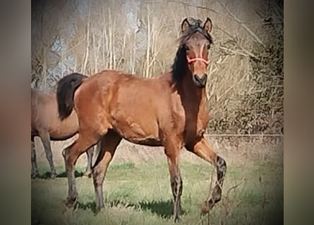 PRE, Stute, 1 Jahr, 163 cm, Brauner