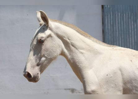 PRE Mix, Stute, 1 Jahr, 163 cm, Cremello