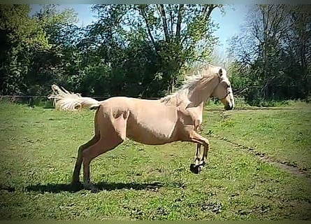 PRE, Stute, 1 Jahr, 164 cm, Palomino