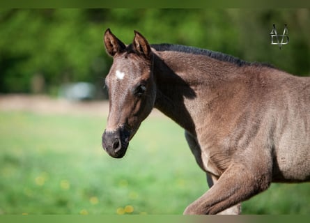 PRE Mix, Stute, 1 Jahr, 165 cm, Rappe