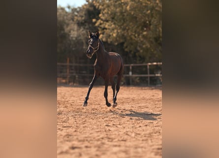 PRE, Stute, 1 Jahr, 165 cm, Schimmel
