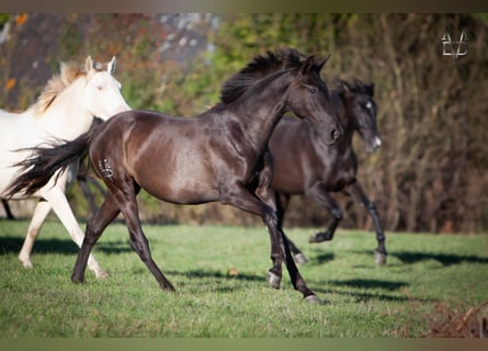 PRE, Stute, 1 Jahr, 166 cm, Rappe