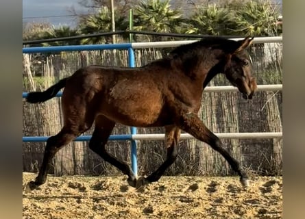 PRE Mix, Stute, 1 Jahr, 167 cm, Brauner