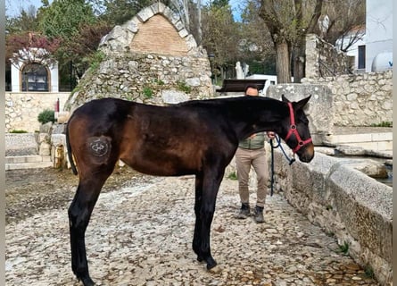 PRE Mix, Stute, 1 Jahr, 167 cm, Dunkelbrauner