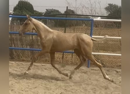 PRE Mix, Stute, 1 Jahr, 167 cm, Palomino
