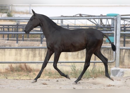 PRE, Stute, 1 Jahr, 167 cm, Rappe