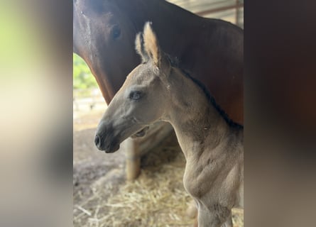 PRE Mix, Stute, 1 Jahr, 170 cm, Falbe