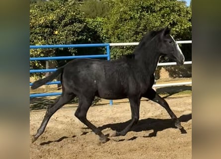 PRE Mix, Stute, 1 Jahr, 170 cm, Schimmel