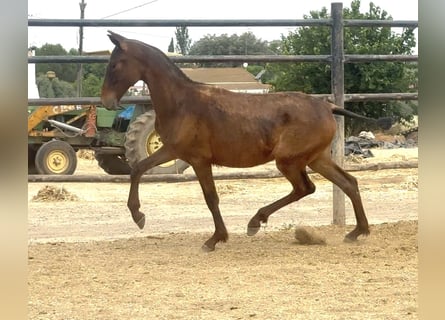 PRE, Stute, 1 Jahr, Brauner
