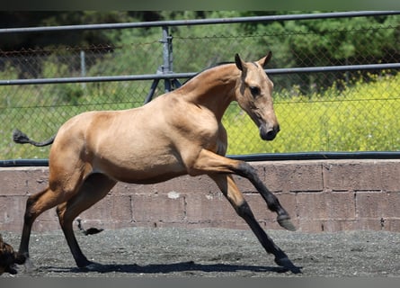 PRE Mix, Stute, 1 Jahr, Buckskin