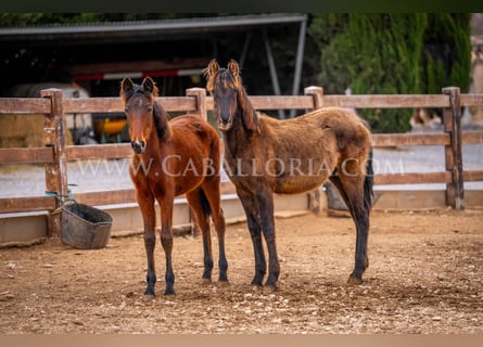 PRE, Stute, 2 Jahre, 130 cm, Rappe