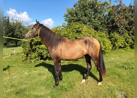 PRE, Stute, 2 Jahre, 152 cm, Falbe