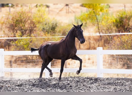 PRE Mix, Stute, 2 Jahre, 160 cm, Rappe