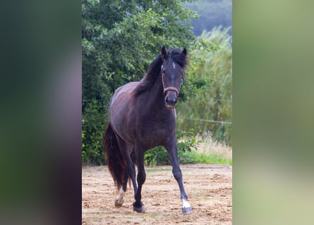 PRE Mix, Stute, 2 Jahre, 161 cm, Schimmel