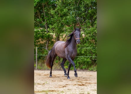 PRE Mix, Stute, 2 Jahre, 163 cm, Schimmel