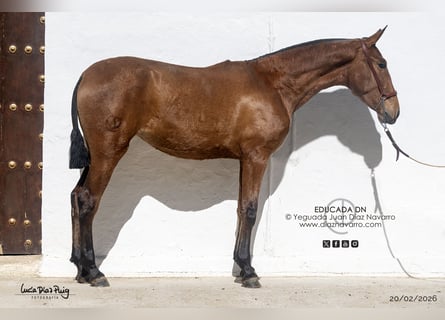 PRE, Stute, 2 Jahre, 164 cm, Hellbrauner