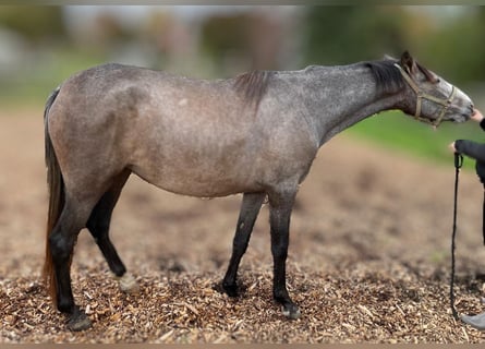 PRE Mix, Stute, 2 Jahre, 164 cm, Schimmel