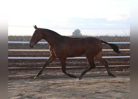 PRE, Stute, 2 Jahre, 165 cm, Brauner