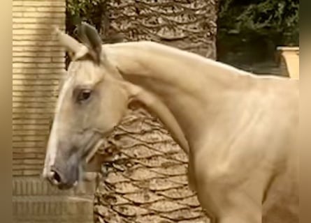 PRE, Stute, 2 Jahre, 165 cm, Palomino