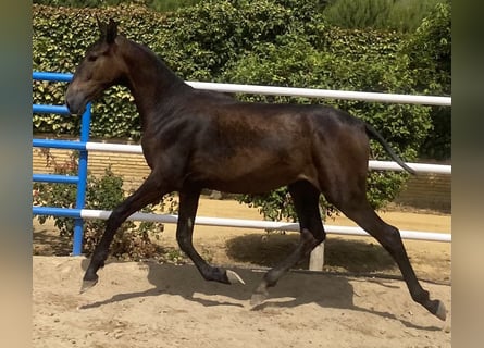 PRE, Stute, 2 Jahre, 165 cm, Schimmel