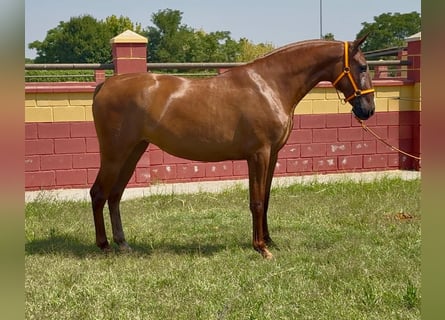 PRE, Stute, 2 Jahre, 168 cm, Fuchs