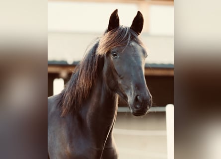 PRE, Stute, 2 Jahre, 168 cm, Rappe