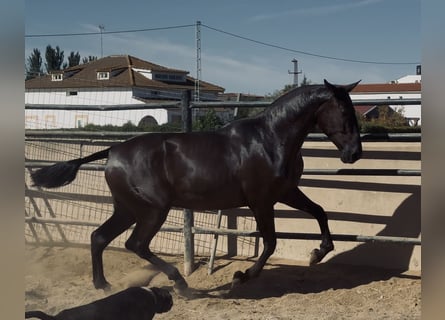 PRE Mix, Stute, 2 Jahre, 171 cm, Rappe
