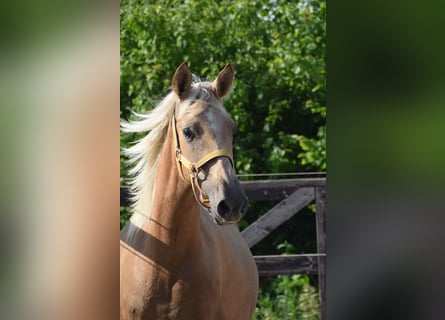 PRE, Stute, 2 Jahre, Schimmel