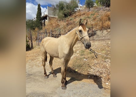 PRE Mix, Stute, 3 Jahre, 153 cm, Buckskin