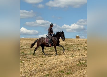 PRE Mix, Stute, 3 Jahre, 153 cm, Rappe