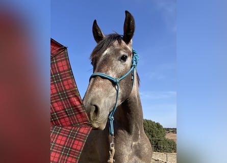 PRE Mix, Stute, 3 Jahre, 153 cm, Schimmel