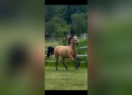 PRE Mix, Stute, 3 Jahre, 155 cm, Buckskin