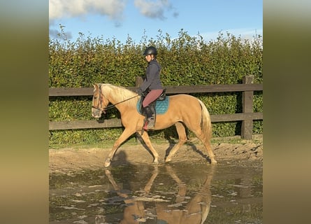 PRE Mix, Stute, 3 Jahre, 155 cm, Palomino