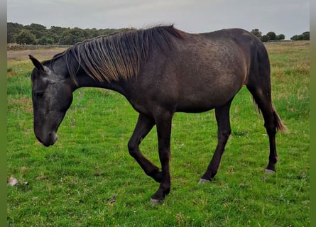 PRE Mix, Stute, 3 Jahre, 156 cm, Rappschimmel
