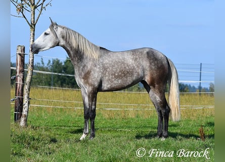 PRE Mix, Stute, 3 Jahre, 159 cm, Schimmel