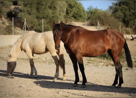 PRE Mix, Stute, 3 Jahre, 160 cm, Palomino