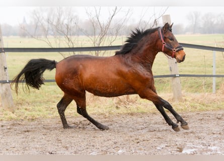 PRE Mix, Stute, 3 Jahre, 161 cm, Brauner