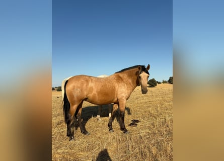 PRE Mix, Stute, 3 Jahre, 162 cm, Buckskin