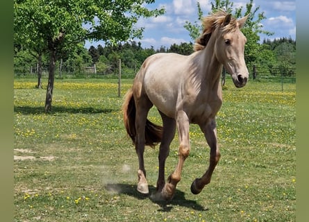 PRE, Stute, 3 Jahre, 162 cm, Pearl