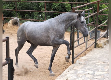 PRE Mix, Stute, 3 Jahre, 162 cm, Schimmel