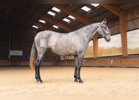 PRE Mix, Stute, 3 Jahre, 162 cm, Schimmel