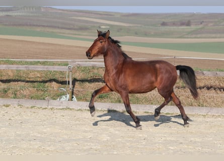 PRE Mix, Stute, 3 Jahre, 163 cm, Brauner