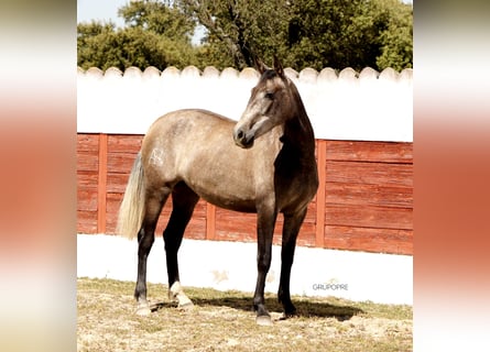 PRE Mix, Stute, 3 Jahre, 163 cm, Schimmel