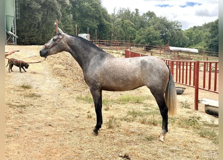 PRE, Stute, 3 Jahre, 163 cm, Schimmel