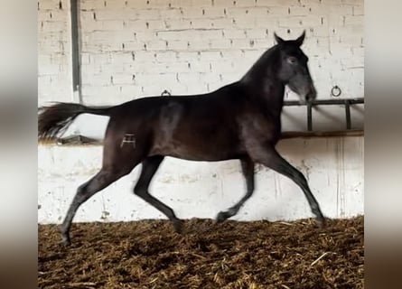 PRE Mix, Stute, 3 Jahre, 164 cm, Schimmel
