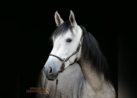 PRE Mix, Stute, 3 Jahre, 164 cm, Schimmel