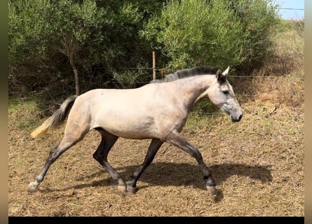 PRE, Stute, 3 Jahre, 164 cm, Schimmel