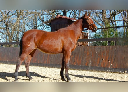 PRE Mix, Stute, 3 Jahre, 165 cm, Brauner